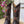 Load image into Gallery viewer, Bota Vaquera BS-815 Chocolate - Bota para Mujer Vaquera - Botas para Mujer Vaqueras - Botas Vaqueras
